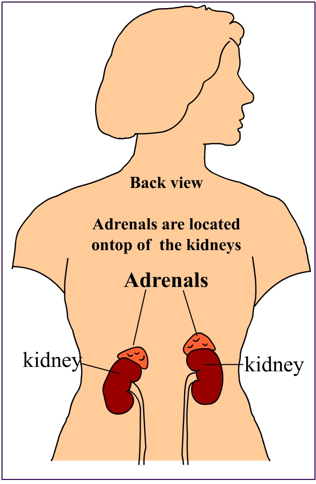 adrenal