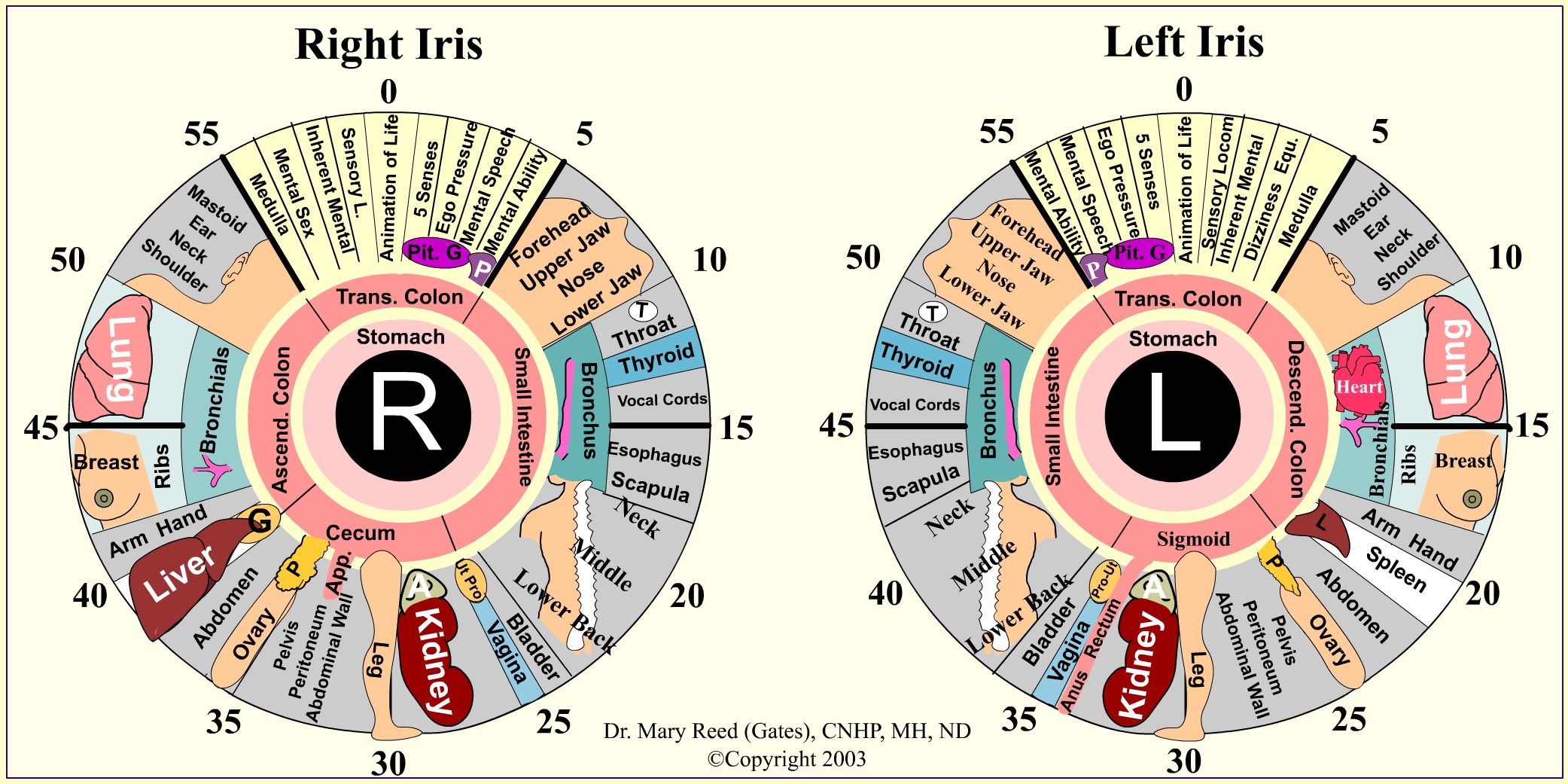 My Iridology Chart