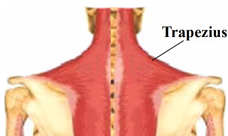 Trap muscle
