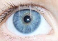 Ava's Eye